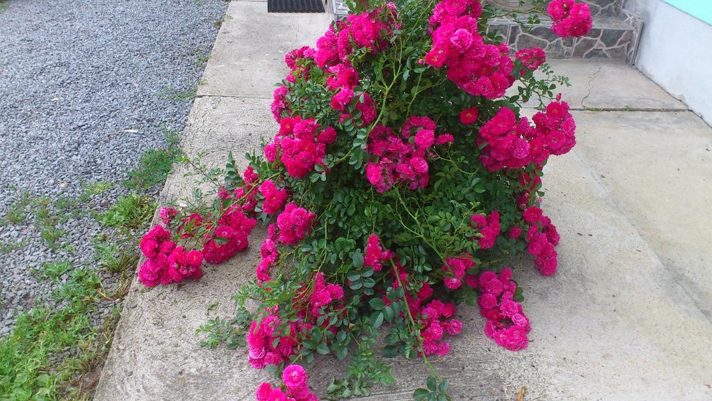 Becze Vanda Kulcsoshaz Lăzarea Buitenkant foto